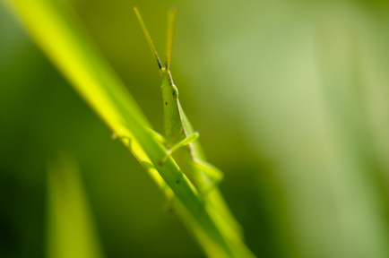 greens1