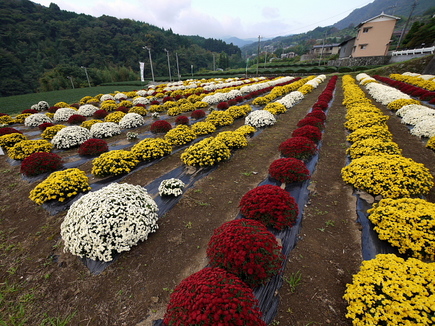 yakurazawa2