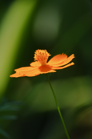 flowers0