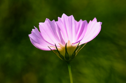 flowers7