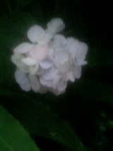 白紫陽花2