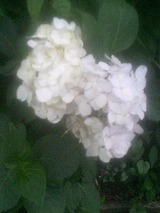 白紫陽花1