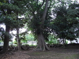 樹木