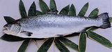 maguro