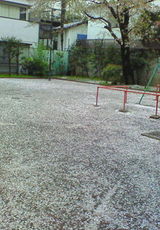 桜絨毯