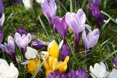 090324 crocus11