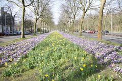090324 crocus09
