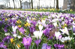 090324 crocus08