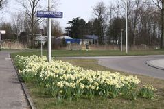 090324 crocus01