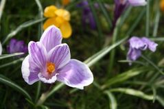 090324 crocus03