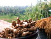 terrace padi cafe
