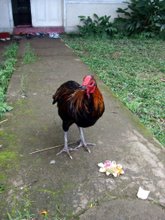 �ˤ�Ȥ�