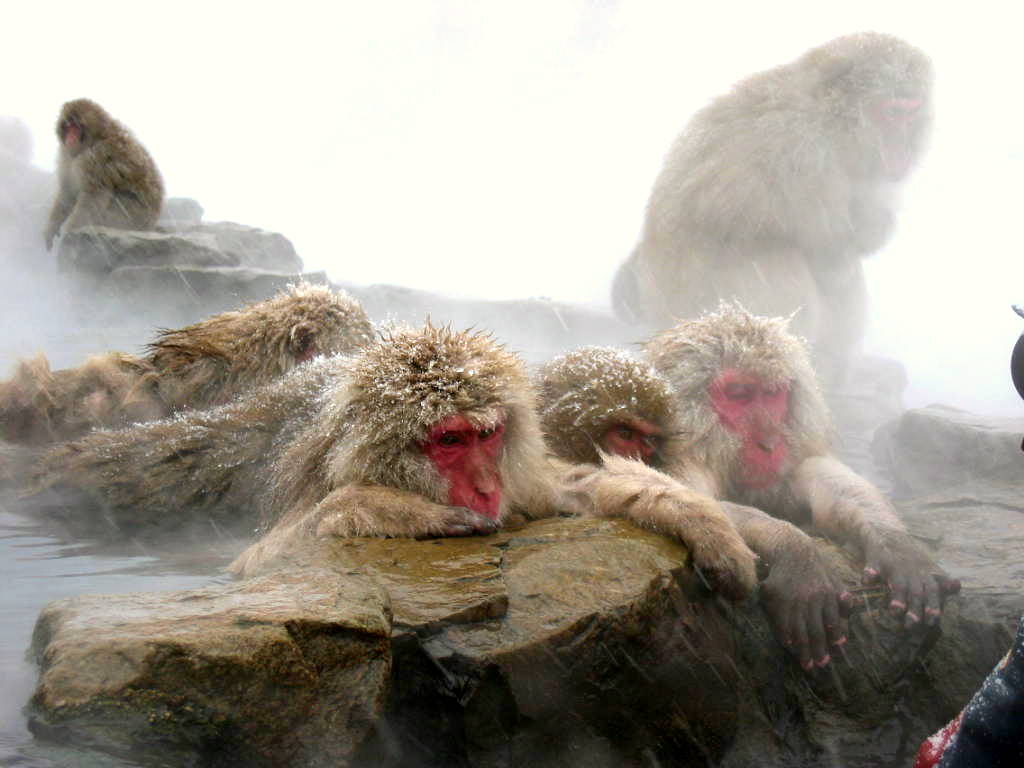 SNOW MONKEYS
