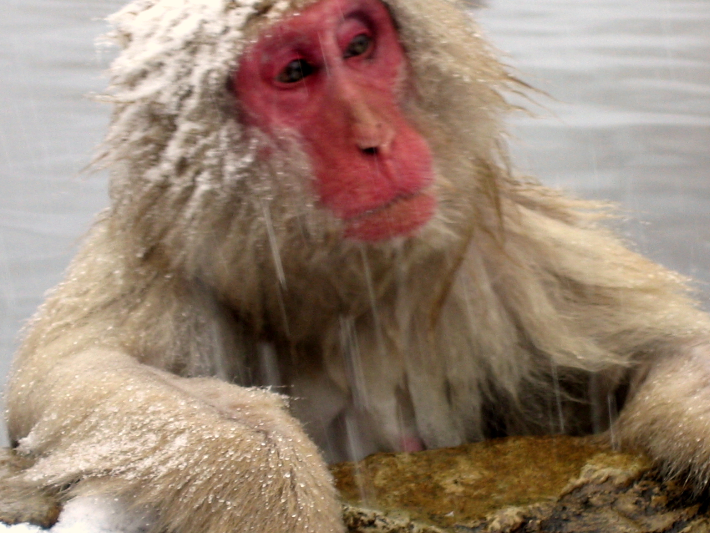 SNOW MONKEY