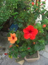 0bab9980.jpg