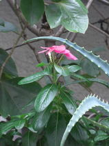 168524c8.jpg