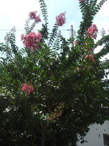 3b37dd46.jpg