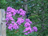 4023a8f2.jpg