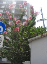 409a1d75.jpg
