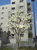 08032709