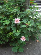821485b6.jpg