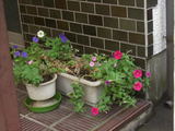 87a339f6.jpg