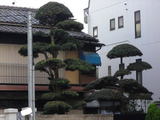 f244796e.jpg