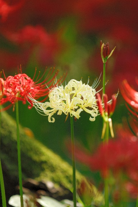 白い・・・・・