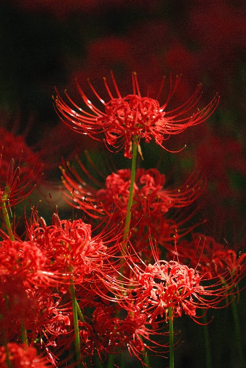彼岸花