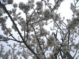 almond