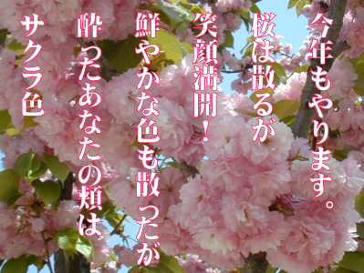 サクラ色