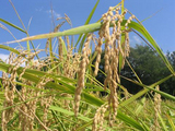 稲