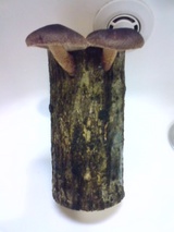 1ec0343b.jpg
