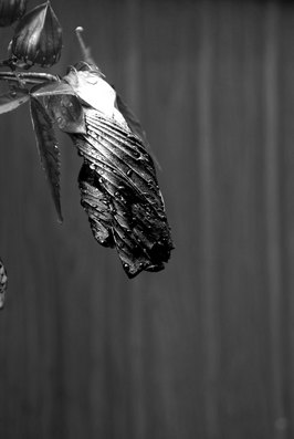 20080703_3