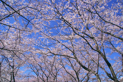 20080403_2