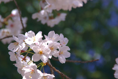 20080403_3