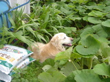 fukiinu
