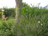 lavender