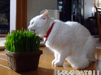 ÇÁð