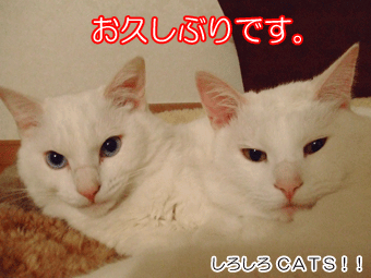 ¤ªµ×¤·¤Ö¤ê¤Ç¤¹
