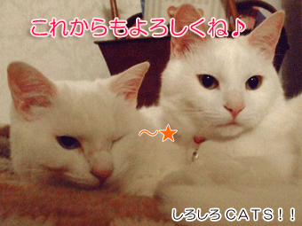 ¤³¤ì¤«¤é¤âµ¹¤·¤¯¤ª´ê¤¤¤·¤Þ¤¹¡£