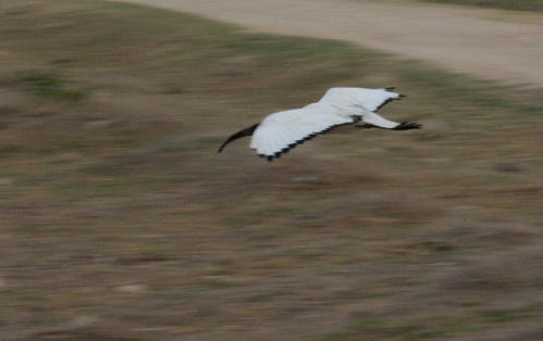 IMG_1795_1