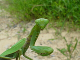 DSC00490