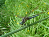 DSC00495