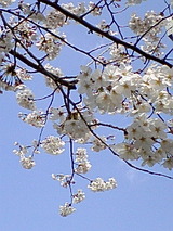 sakura
