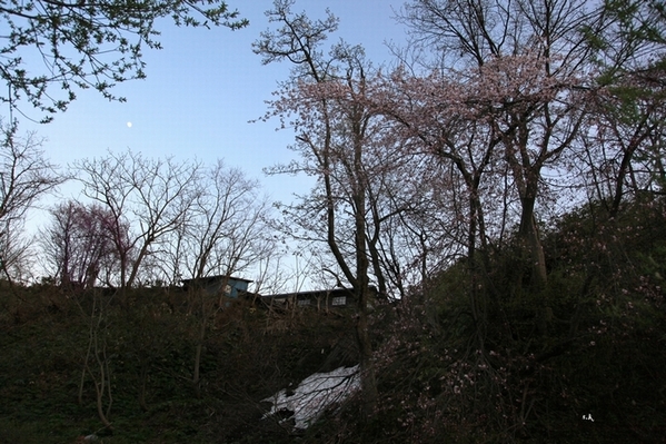 夕桜