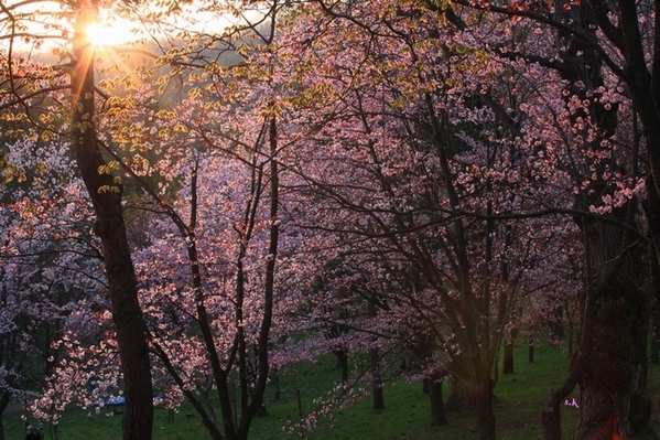 陽桜