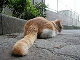 neko