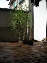 デッキ