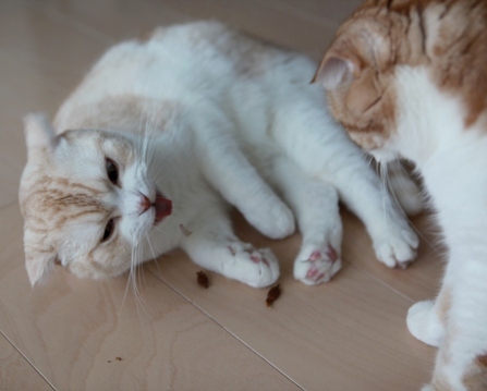 �Ƥ��Ǥ���